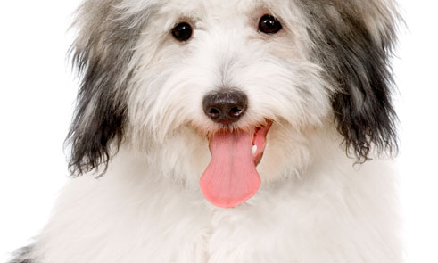 Image with missing alt attribute found on esadoctors.com