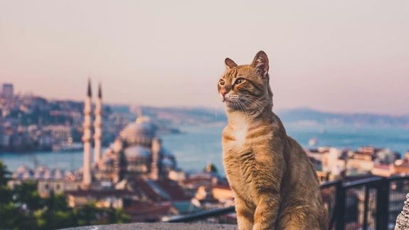 Image with missing alt attribute found on tripster.ru