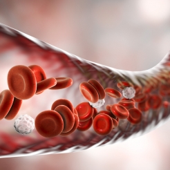All About Red Blood Cells