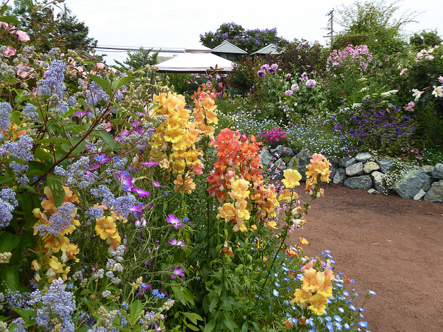 Image with missing alt attribute found on anniesannuals.com