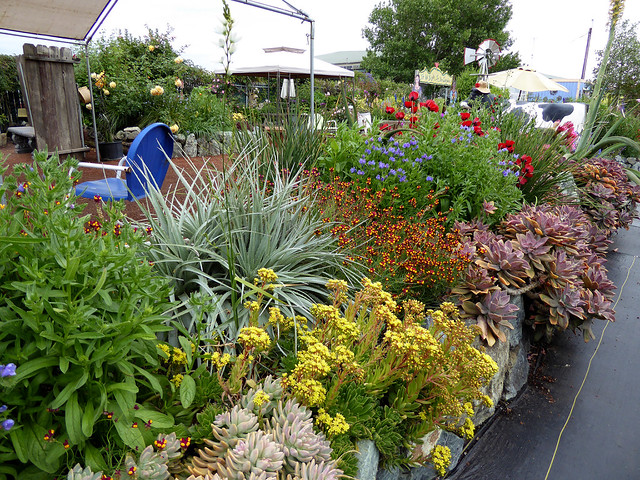 Image with missing alt attribute found on anniesannuals.com