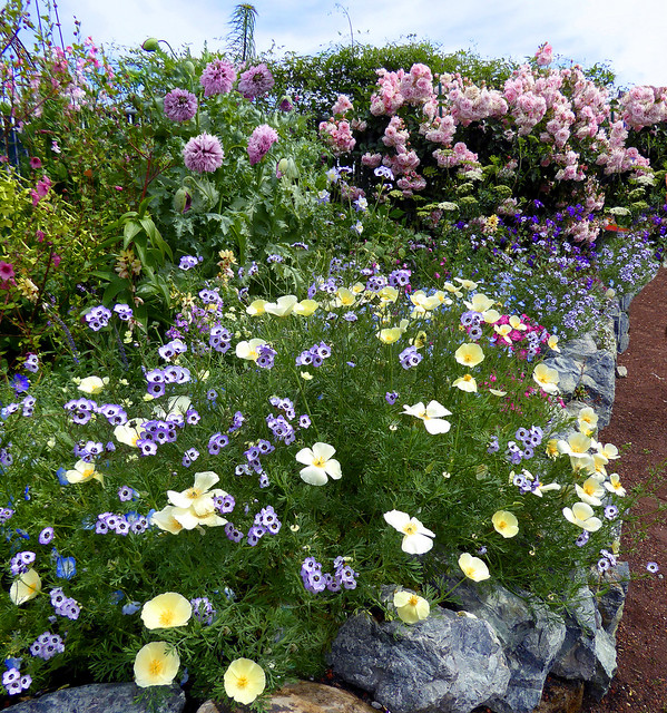 Image with missing alt attribute found on anniesannuals.com