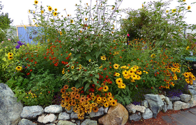 Image with missing alt attribute found on anniesannuals.com