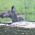 Image with missing alt attribute found on maine.gov