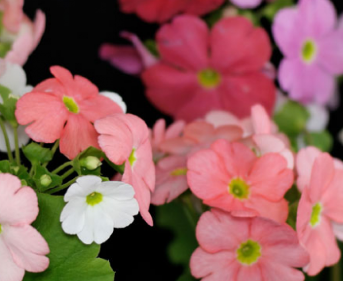 Image with missing alt attribute found on fermer.blog