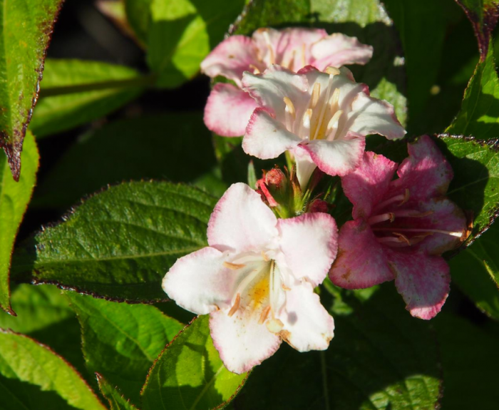 Image with missing alt attribute found on fermer.blog