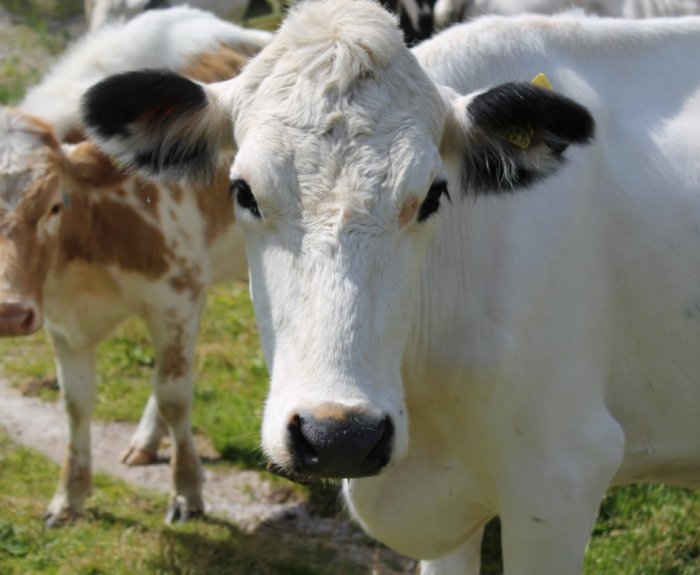 Image with missing alt attribute found on fermer.blog