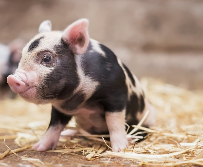 Image with missing alt attribute found on fermer.blog