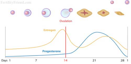 Image with missing alt attribute found on fertilityfriend.com