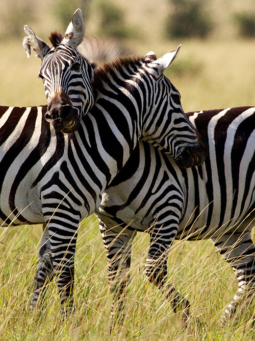 Image with missing alt attribute found on benramsey.com