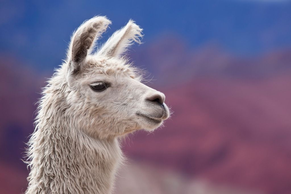 Image with missing alt attribute found on lematin.ch