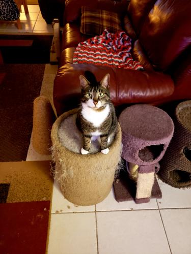 Image with missing alt attribute found on pawboost.com