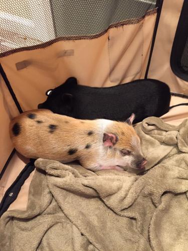 Image with missing alt attribute found on pawboost.com