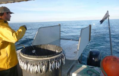 Longlining for Pollack