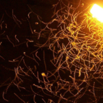 how to attract people to your brand