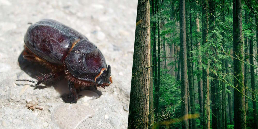 granbarkborre &aring;tg&auml;rd