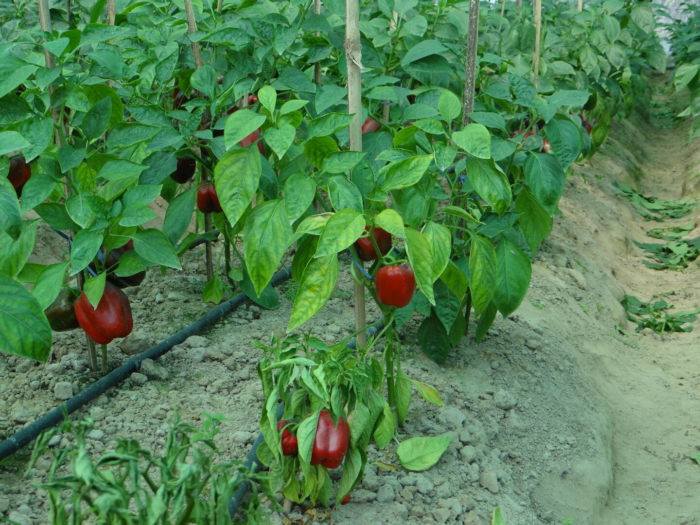 Image with missing alt attribute found on aerotechgreenhouse.com