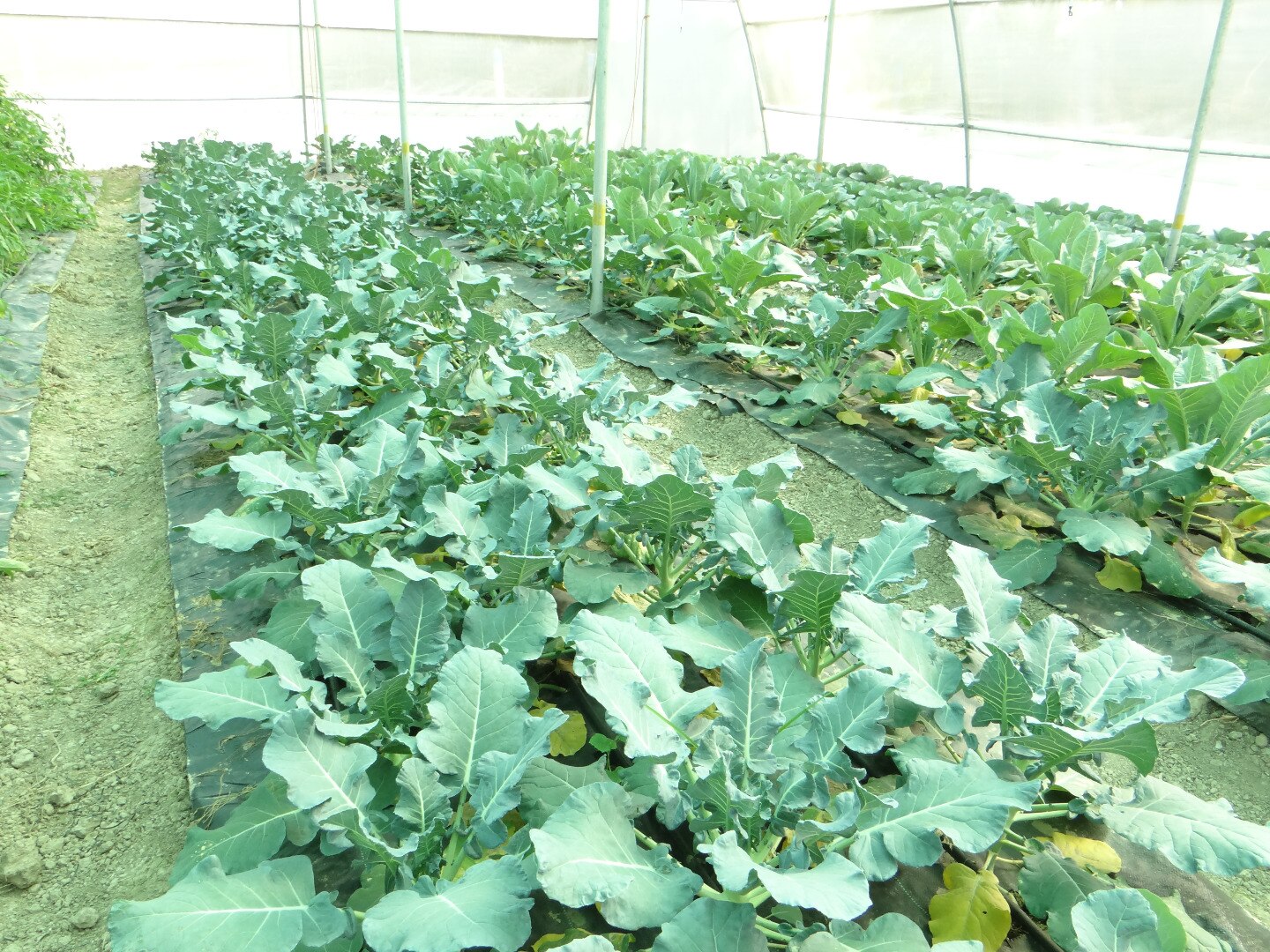 Image with missing alt attribute found on aerotechgreenhouse.com