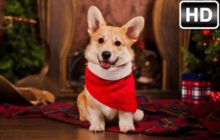 Image with missing alt attribute found on freeaddon.com