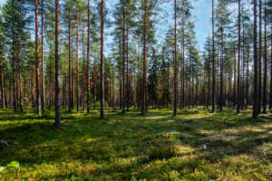 Image with missing alt attribute found on ftgmowi.com