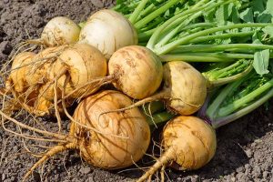 A close up of a bunch of freshly harvested turnips on soil in the sunshine. The roots are round and bulbous and the green stems and foliage are still attached.