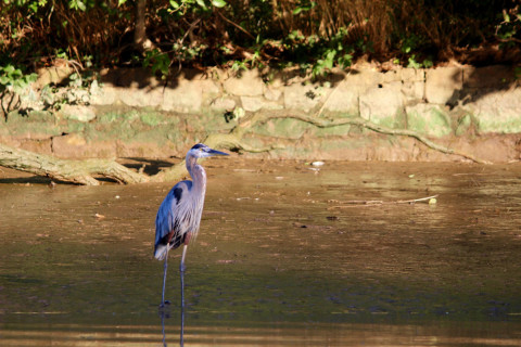 Image with missing alt attribute found on ggwash.org