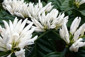 Image with missing alt attribute found on giacaphe.com