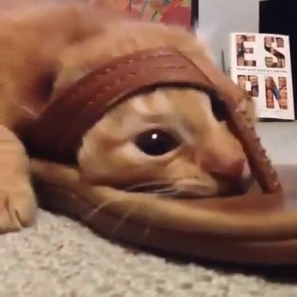 Image with missing alt attribute found on gifrific.com