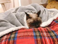 Image with missing alt attribute found on grapee.jp