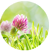 Image with missing alt attribute found on greenmedinfo.com