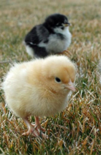 Image with missing alt attribute found on happymoneysaver.com