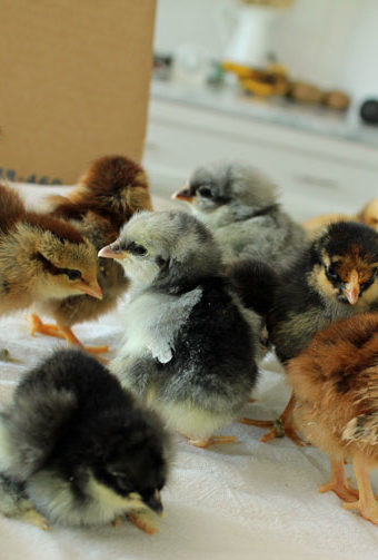 Image with missing alt attribute found on happymoneysaver.com