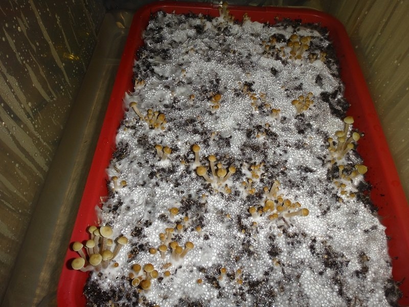 Image with missing alt attribute found on hs420.net