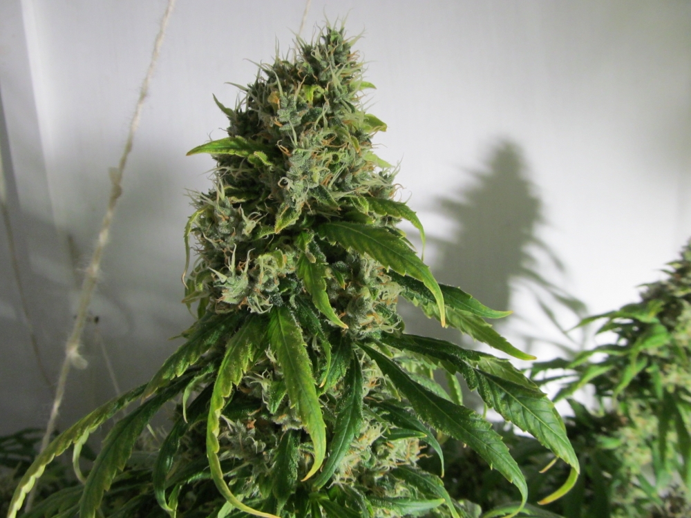 Image with missing alt attribute found on hs420.net