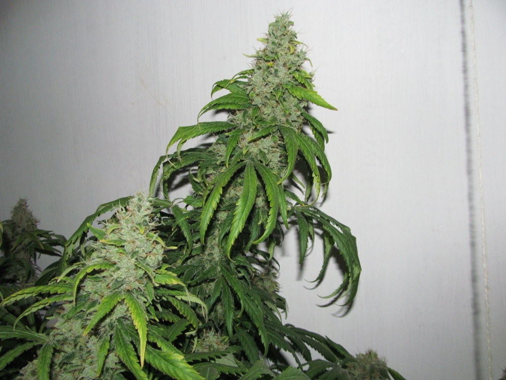 Image with missing alt attribute found on hs420.net