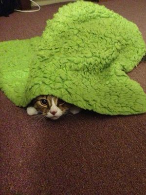 Image with missing alt attribute found on hthayat.com