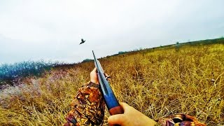 Охота на фазана с сеттером