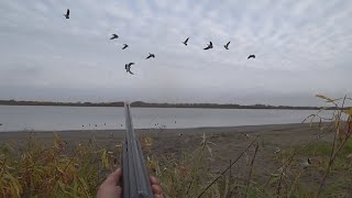 Осенняя охота на казарку 2020