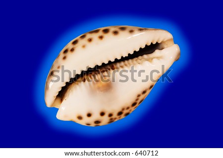 Sea Shell #640712