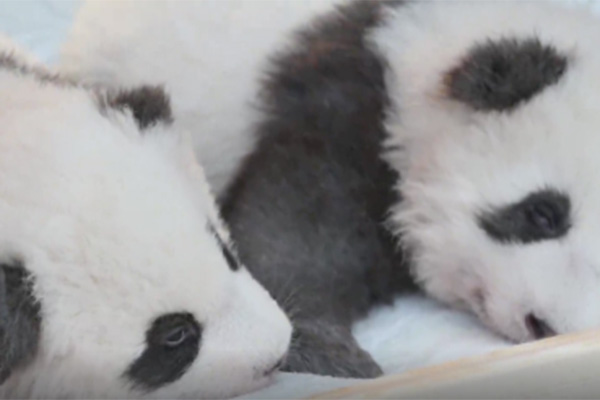 Zoológico de Berlín revela nombres de gemelos panda