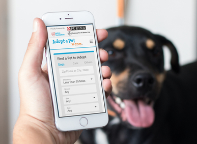 Image with missing alt attribute found on adoptapet.com