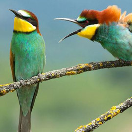 Image with missing alt attribute found on farfeshplus.com