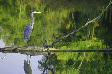Blue Heron on Rock