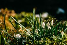 Free Snowdrops In The Garden Royalty Free Stock Image - 111288736