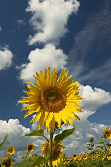 Free Field Of Sunflowers With Sky And Clouds. Stock Image - 1761191