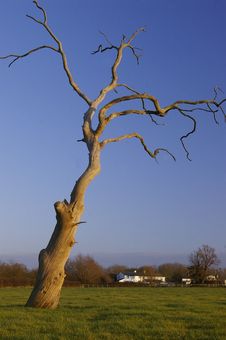 Free Dead Tree Royalty Free Stock Photography - 4444717