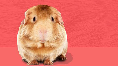 Nouvelle saison de Dingue Académie