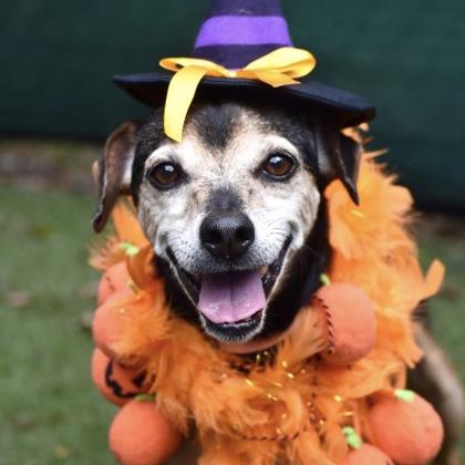 Image with missing alt attribute found on wccbcharlotte.com