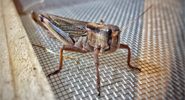 A grasshopper. Photo: Hargol
