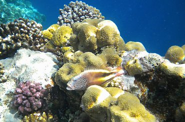 Image with missing alt attribute found on fotosik.pl